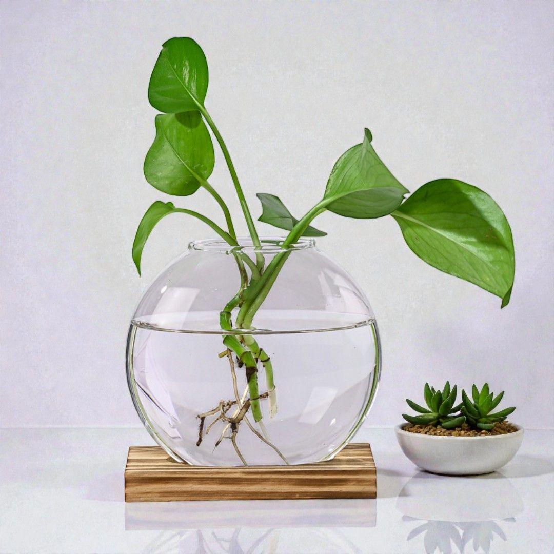 Culture Hydroponique Design