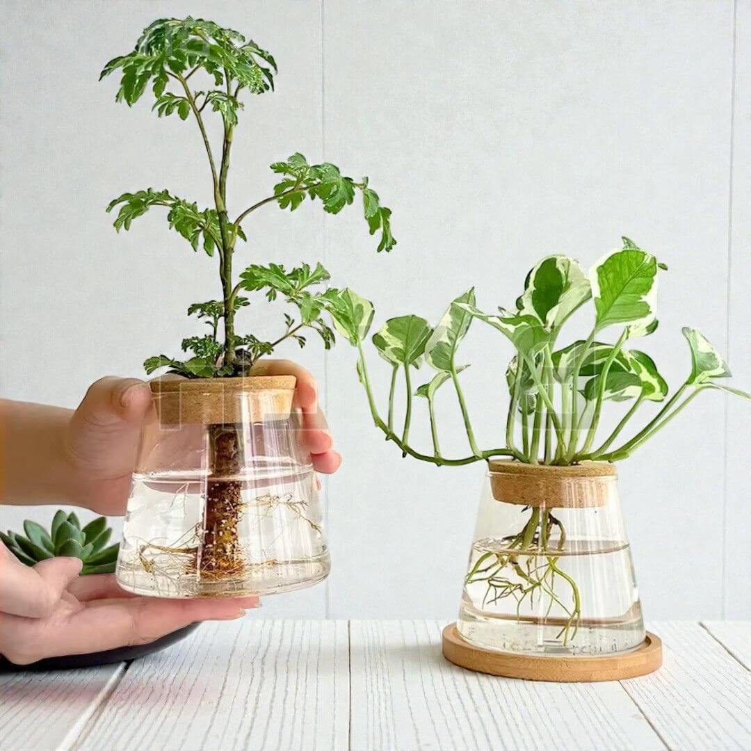 Soliflore Hydroponique